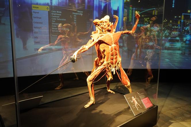 Wystawa z ludzkiego ciała. Body Worlds powróciła do Gdańska po 5 latach 