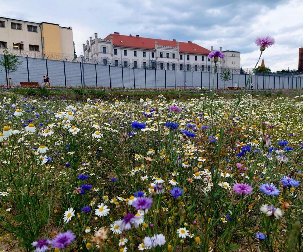 Stary Fordon walczy w prestiżowym konkursie. Każdy może mu pomóc wygrać