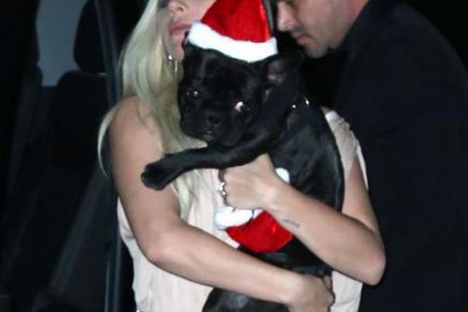 Lady Gaga i Taylor Kinney ubrali swoje psy w … stroje świętego Mikołaja