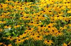 Rudbekia błyskotliwa