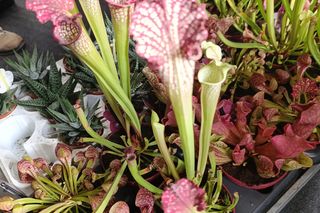 Festiwal Roślin we Władysławowie 12-13 października 2024