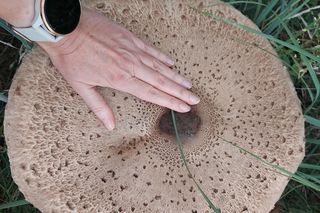 Gigantyczna kania w Łódzkiem