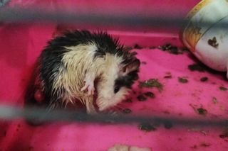 Dramat w Rudzie Śląskiej. Zwierzęta zostały pozostawione na pewną śmierć przy śmietniku