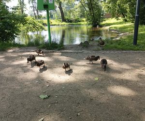 Parki podworskie w powiecie gdańskim