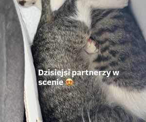 M jak miłość. Nowy dom Wernera (Jacek Kopczyński) i Sylwii (Hanna Turnau)