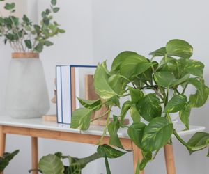 Epipremnum