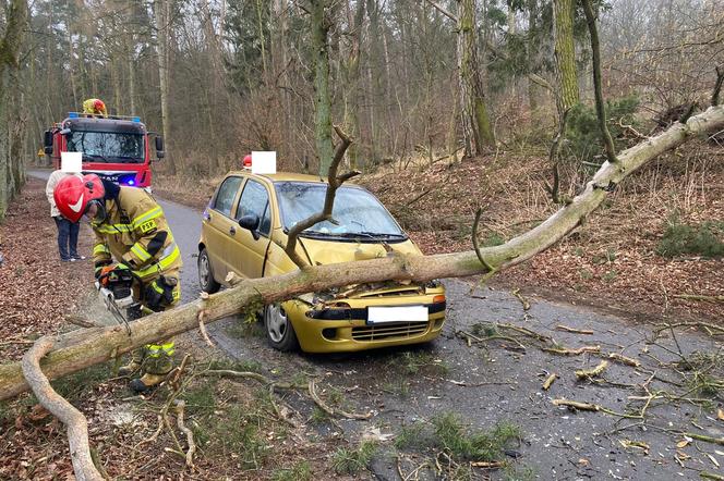 Niewiele brakowało, a doszłoby do tragedii. Drzewo runęło na samochód