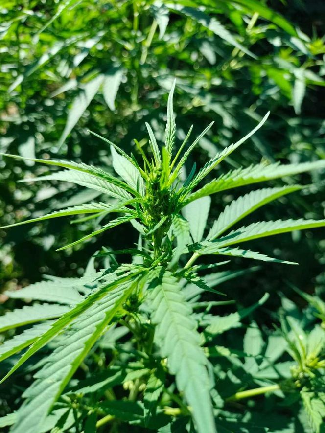 Areszt za uprawę marihuany. 