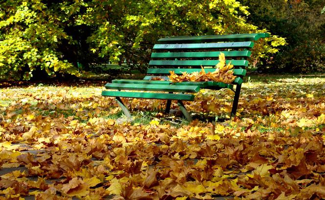Możemy mieć kolejny park blisko centrum