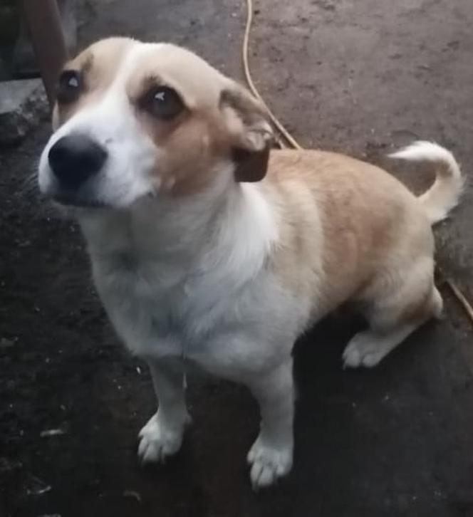 Chcą więzienia dla zabójcy Pimpka