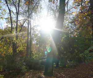 Park Wilsona jesienią