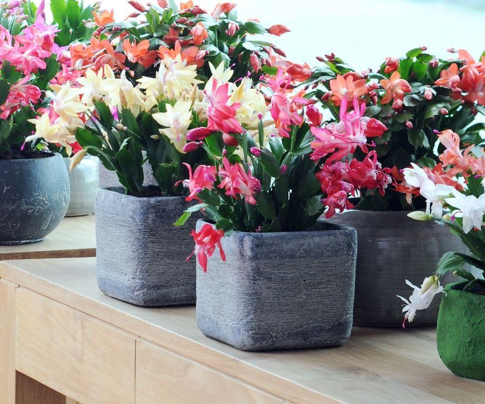 Grudnik, czyli szlumbergera