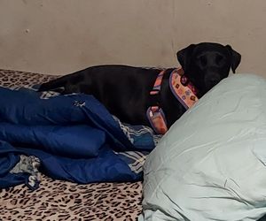 Polka oskarża PETA o kradzież psa