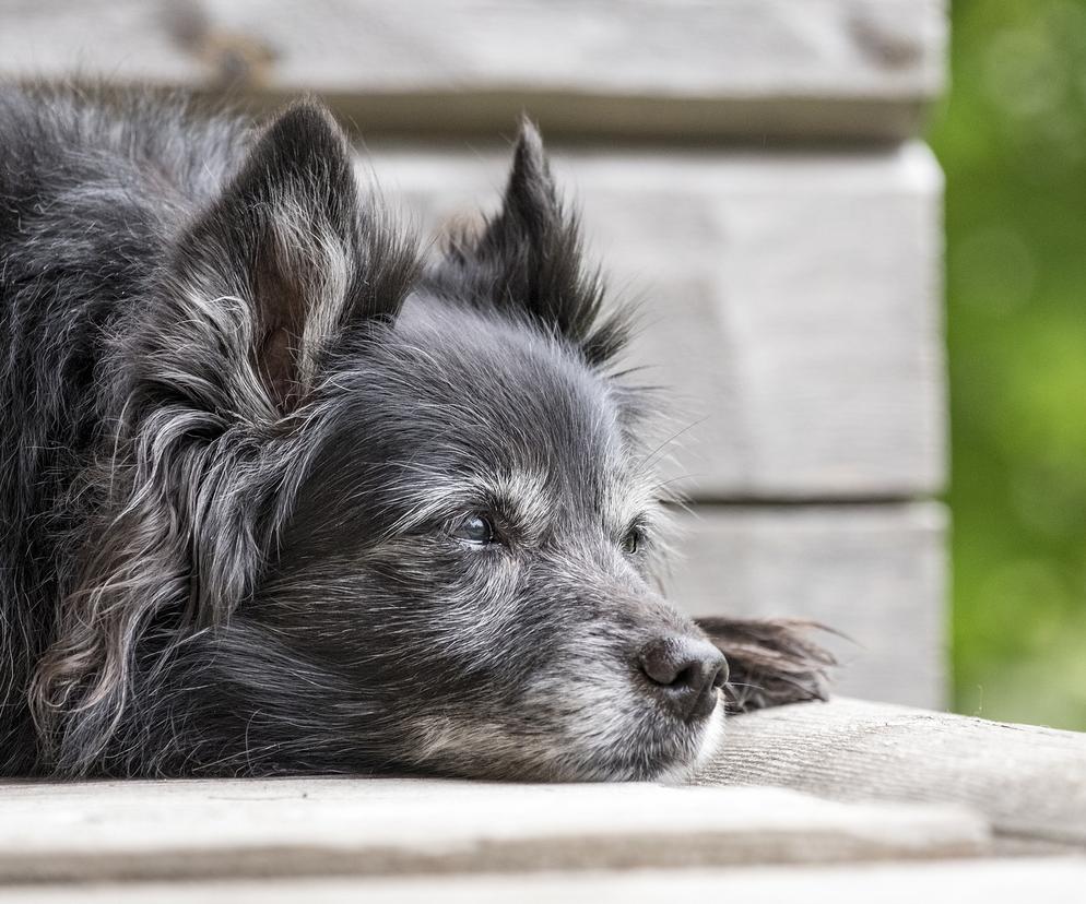 Demencja psów jest bardzo podobna do ludzkiej. Czy może nam to pomóc w jej leczeniu?