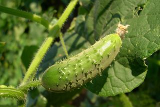 Ogórek zwyczajny - Cucumis sativus