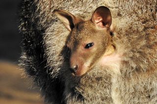 Małe kangurzątka urodziły się w Ogrodzie Zoobotanicznym w Toruniu