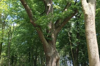 Parki podworskie w powiecie gdańskim