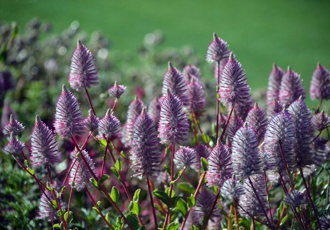 Ptilotus exaltatus 