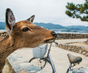 Zagrożenie dla zdrowia i życia ludzkiego. Zakopane z pilnym apelem do mieszkańców i turystów