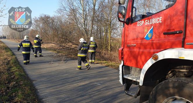 Płock. O krok od tragedii! Na drogę spadło drzewo podgryzione przez bobry! [ZDJĘCIA]