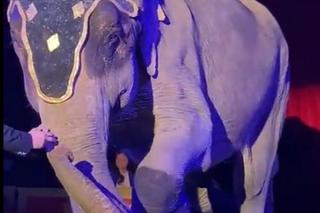 Polski kardynał w cyrku. Szokujące sceny