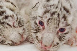 Pierwsze polskie białe tygrysy