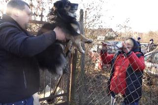 Maltretował psy. Łańcuchy wrastały im w szyję