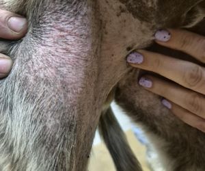 Dramat w Pruszkowie. Przetrzymywał zwierzęta w skandalicznych warunkach. Właściciel próbował się ich pozbyć