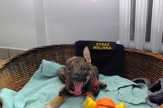 Świdnik. Paloma ma nowy dom. Przygarnęła ją funkcjonariuszka Straży Miejskiej