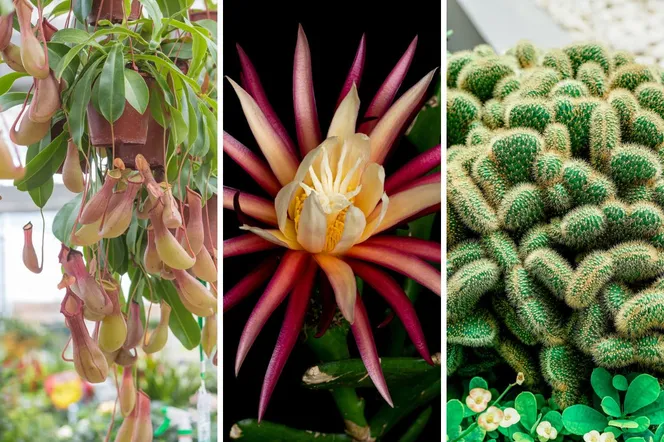 Najdziwniejsze rośliny doniczkowe świata. 9 kwiatów, które nie są trudne w uprawie