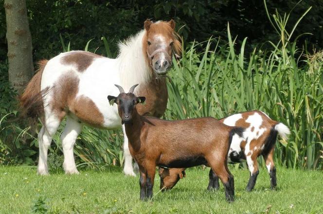 Mini zoo na Kaszubach warte odwiedzenia!