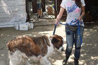 Agnieszka Włodarczyk i pieski