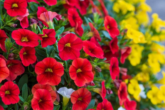 Calibrachoa, Million Bells. Zdjęcia