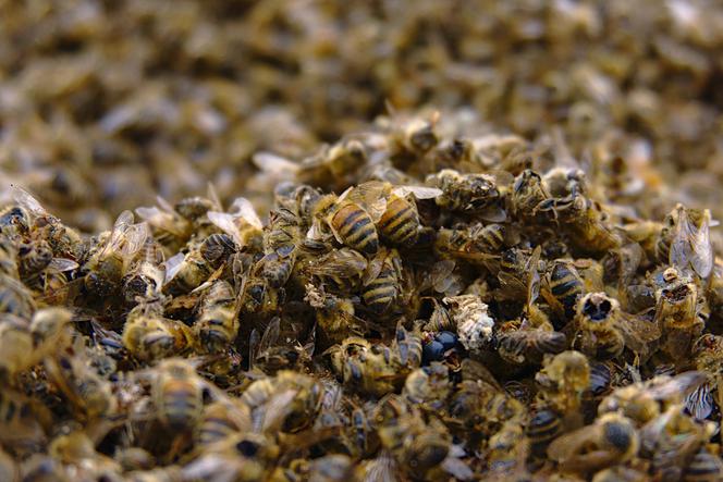 Łódzkie: Nawet milion pszczół zginęło w jeden z pasiek! To było zatrucie? 