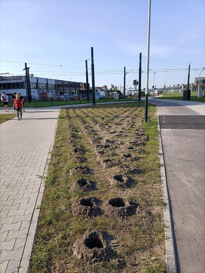 Kraków. Nasadzenia w ramach budowy KST do Górki Narodowej. Mieszkańcy krytykują: „ozdobne krzewy proszę sobie posadzić w ogródku albo na balkonie”