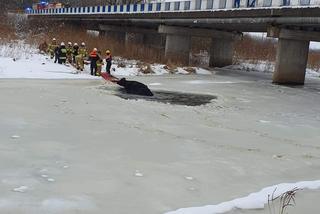 Suraż. Strażacy ratowali krowę i cielę. Pod zwierzętami załamał się lód [ZDJĘCIA]