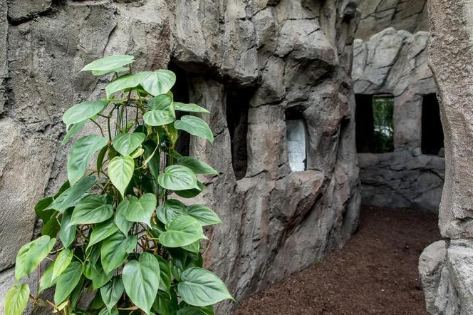 Pawilon lasu deszczowego w Śląskim Ogrodzie Zoologicznym w Chorzowie
