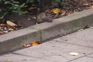 Plaga szczurów w centrum Wrocławia