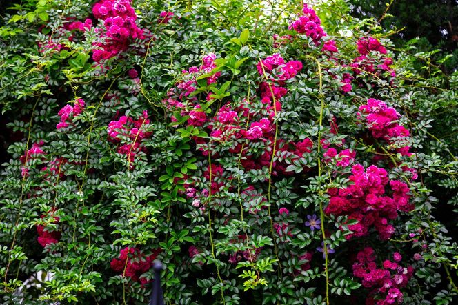 Rosa Excelsa - róża pnąca 