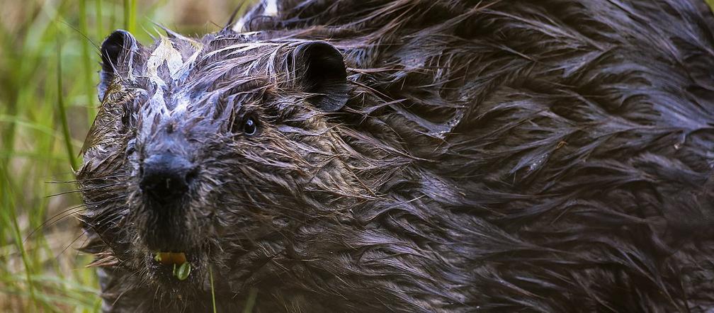 Wojna z... BOBRAMI w Kielcach! NISZCZĄ drzewa, ale Zieleń Miejska ma na nie sposób! [ZDJĘCIA]