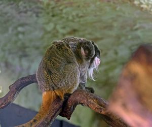 Tamaryna cesarska przyszła na świat w gdańskim zoo