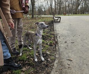 Chartoterapia dla WOŚP. Spacer charytatywny z pieskami po Parku Ludowym w Lublinie