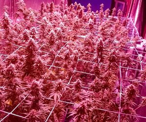 Akcja CBŚP w dwóch województwach. Zdjęcia z działań służb