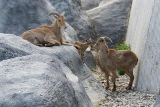 Lubelskie: Są naprawdę słodkie! Zobaczcie małych mieszkańców zamojskiego zoo [GALERIA]