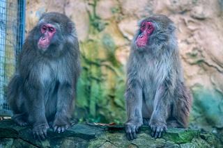 Śnieżne małpy w łódzkim ZOO. Zamieszkały w szczególnym miejscu