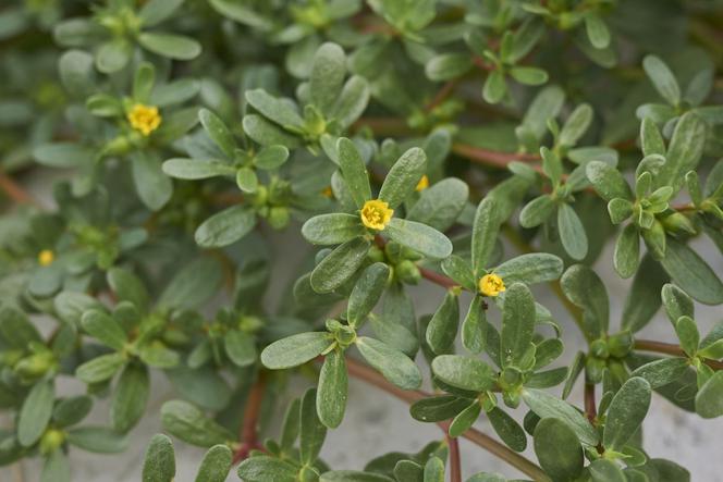 Portulaka pospolita - Portulaca oleracea
