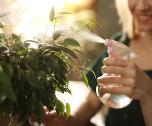 Jak prawidłowo zraszać domowe kwiaty? 