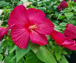 Hibiskus bagienny