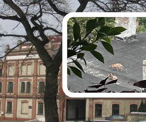 Uwięzione lisy w opuszczonej kamienicy przy Pomorskiej. Są w tragicznym stanie, służby nie reagują