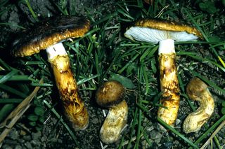 Gąska sosnowa to najdroższy grzyb świata. Rośnie w polskich lasach